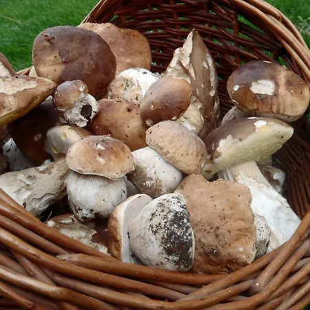 Gasthof Mas Nogarede 3*